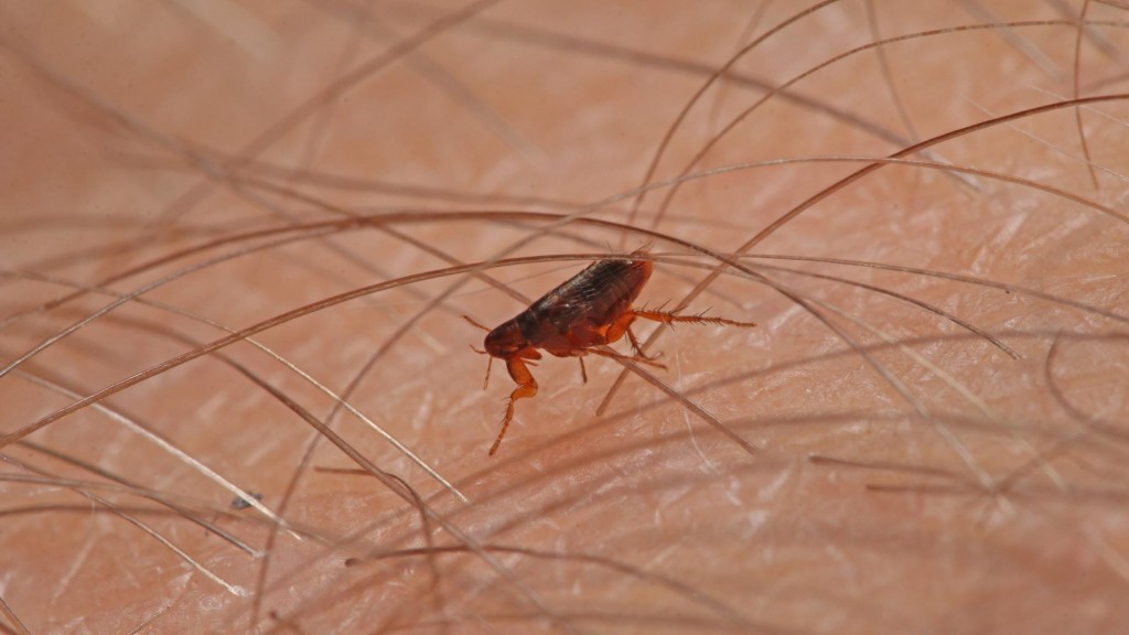 Flea-borne typhus spreads across Los Angeles area