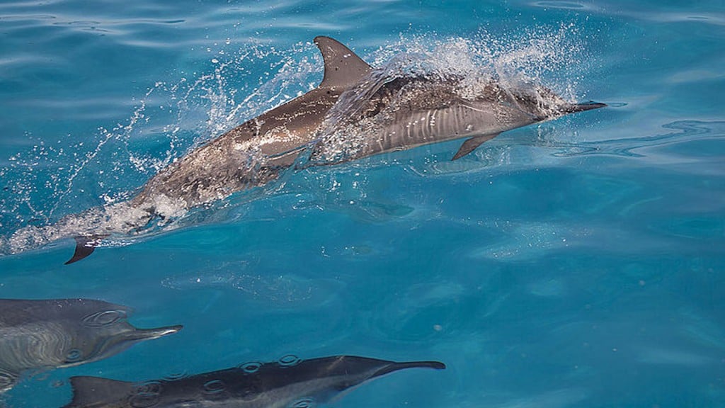 Swimming with Hawaii’s charismatic spinner dolphins stirs controversy