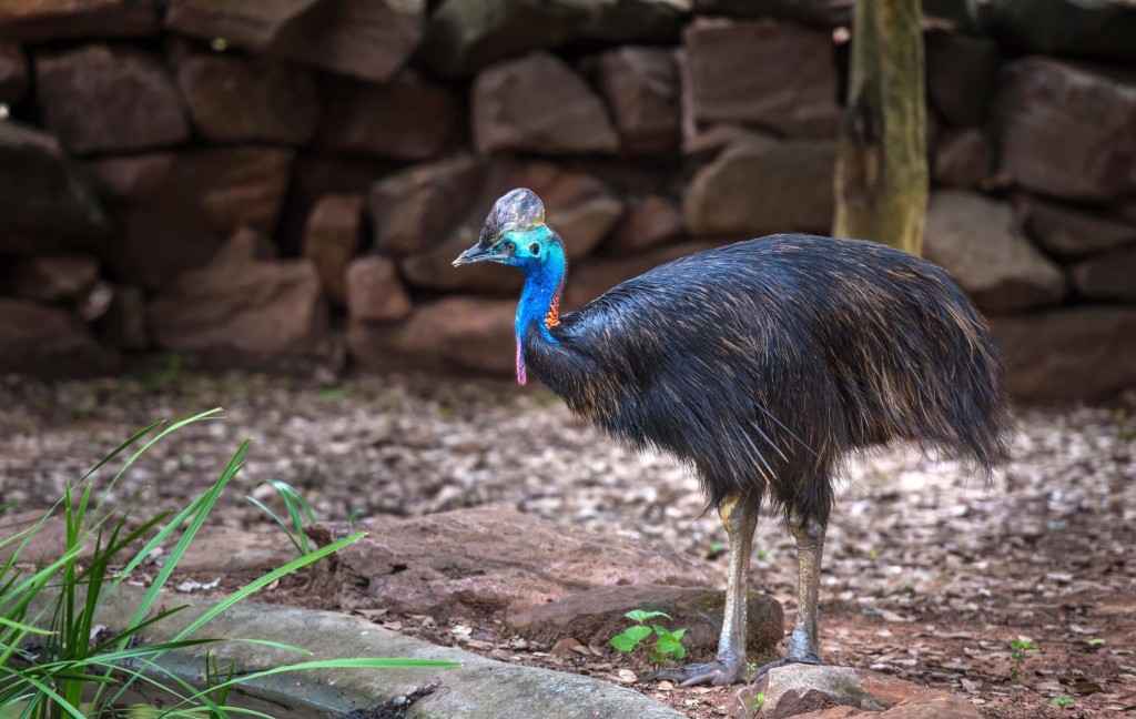 Cassowary, a rare emu-like bird, kills Florida man