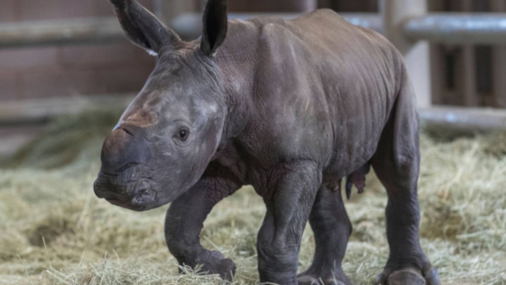 This little cutie could help save a type of rhino from extinction