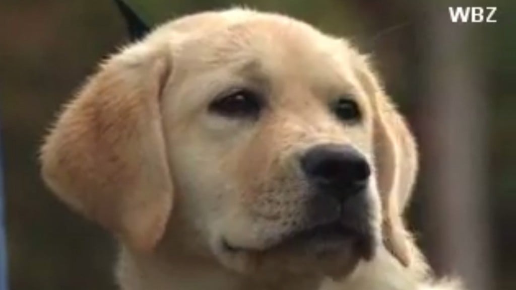 Puppy revived after accidental overdose