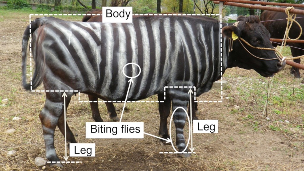 Cows painted like zebras can fend off flies