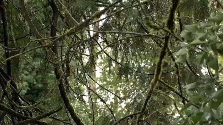 Kptv Forest In Oregon