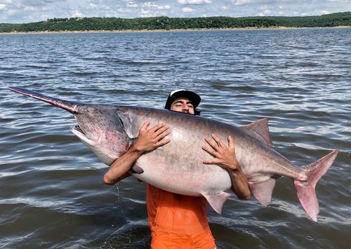 Man Snags Whopping 138 Pound Paddlefish