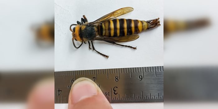 Male Asian Giant Hornet