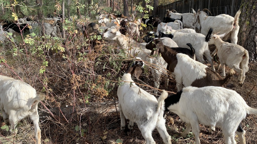 Goats 2