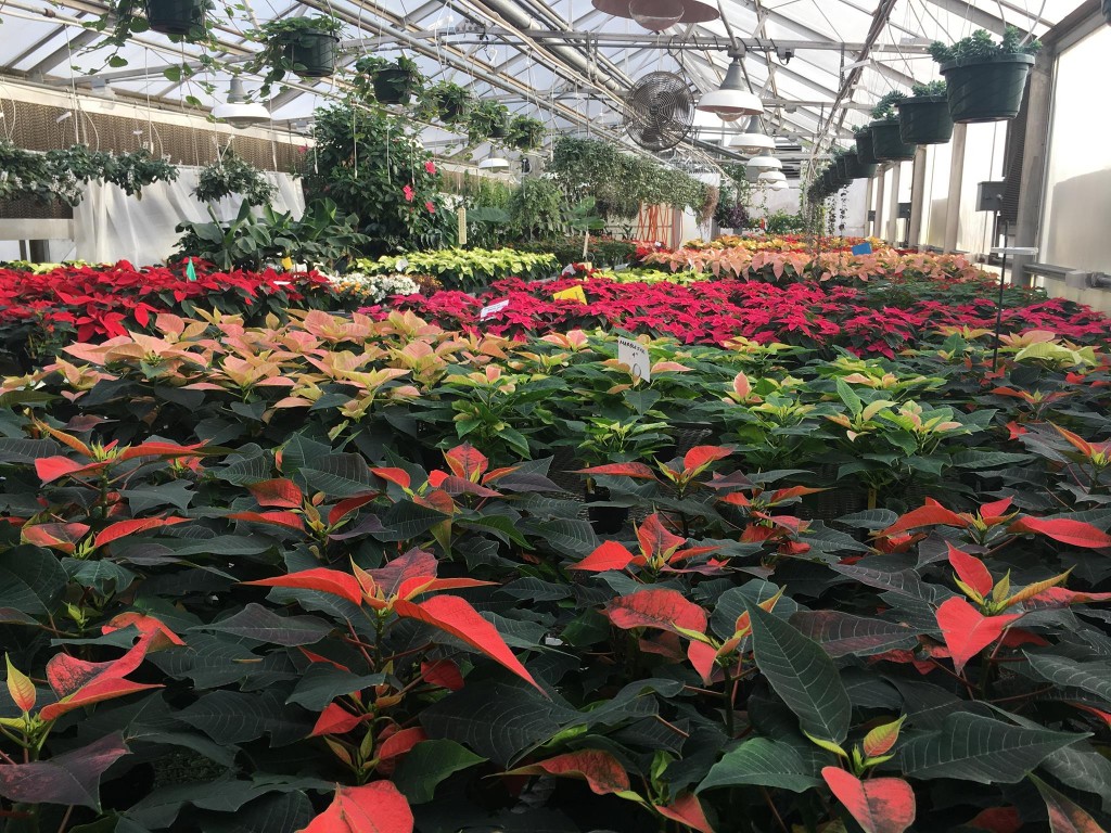 POINSETTIA SALE AT SCC GREENERY