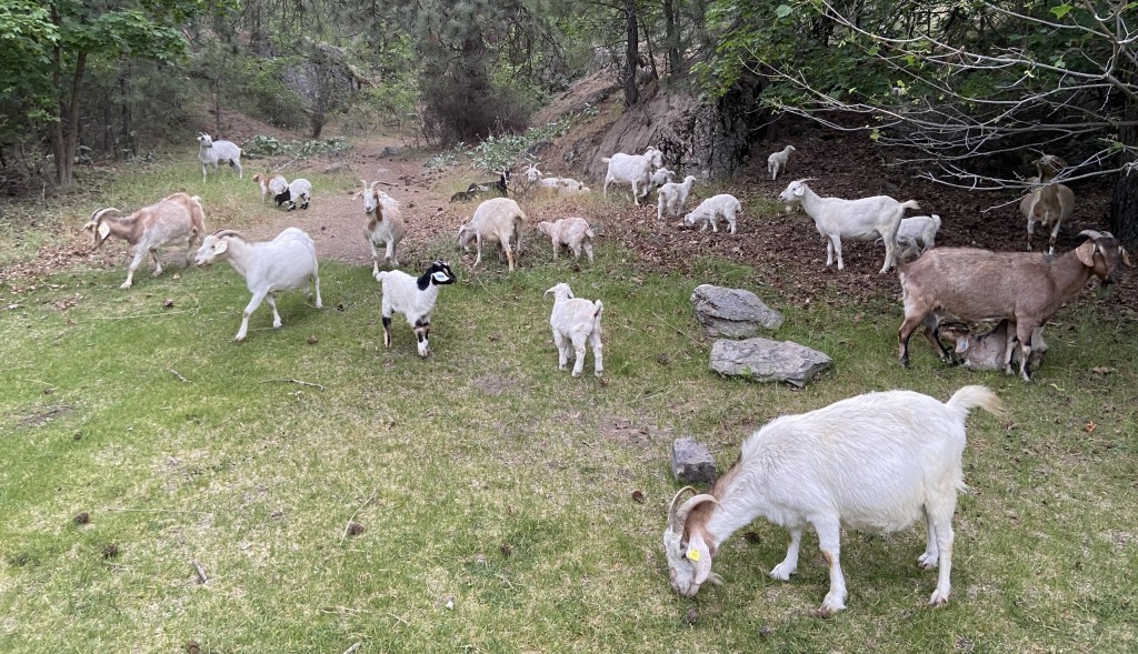Come see the grazing goats reducing the fire risk in Spokane's parks