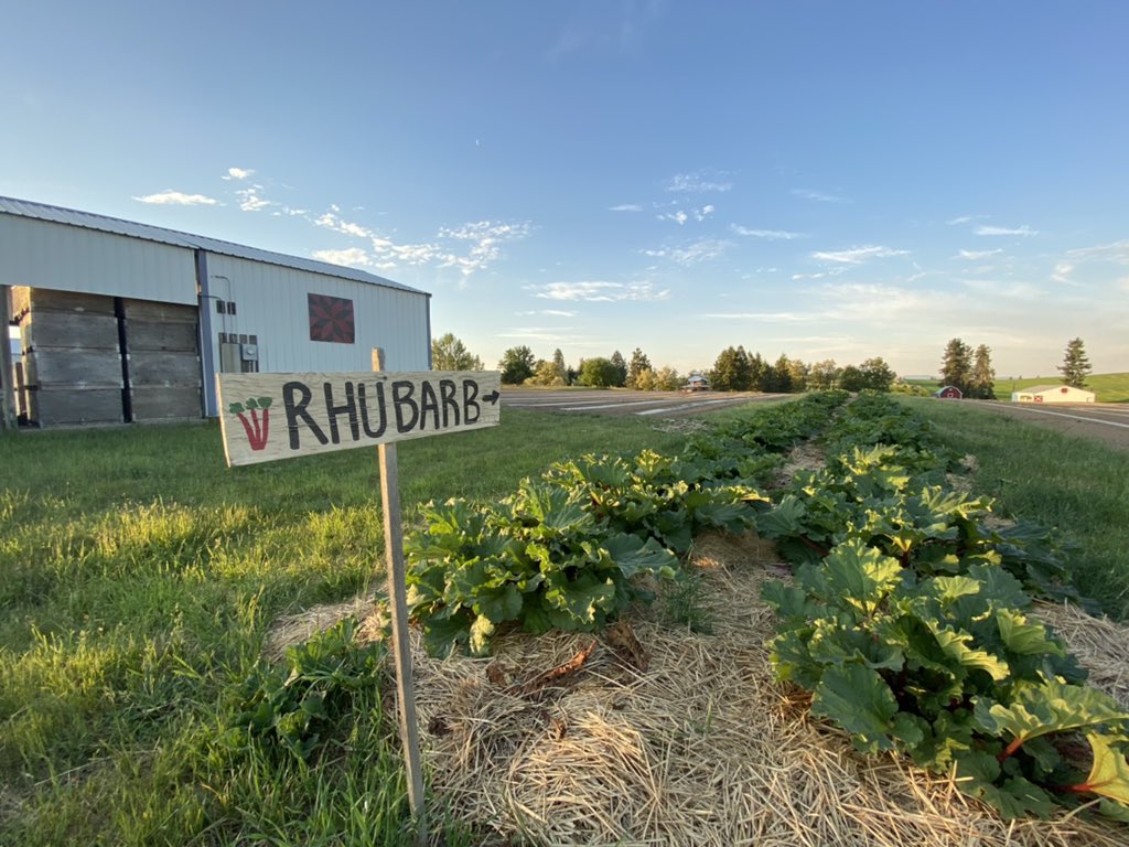 U-pick rhubarb, camping at Hidden Acres Orchards