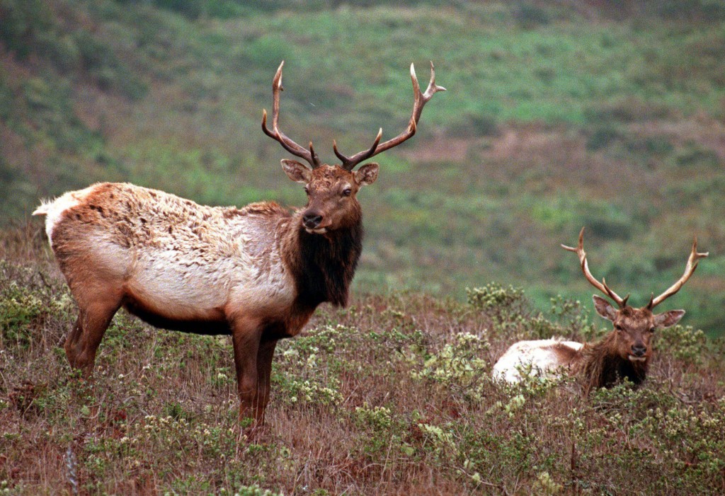 File: Elk