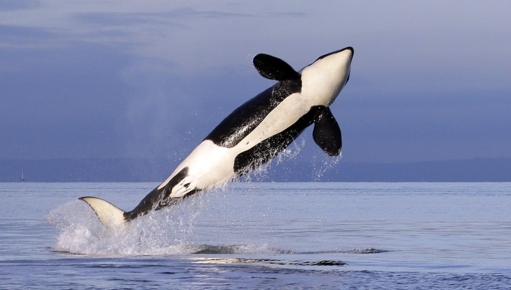 Endangered Orcas Get New Protection From Us Government