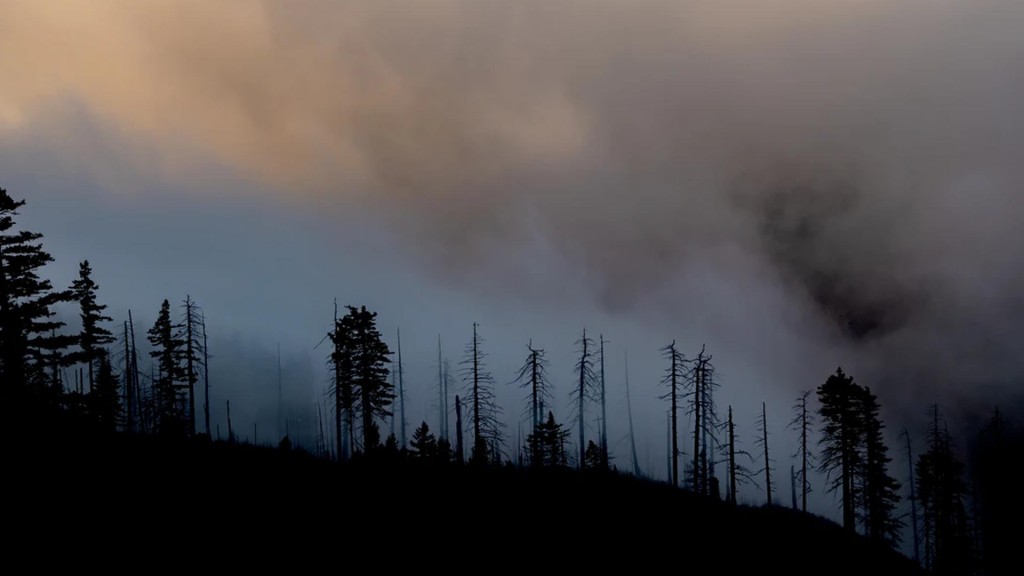 Wildfire Smoke Forest