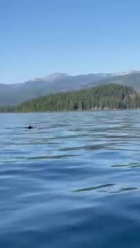 Eagle Takes A Swim In Priest Lake