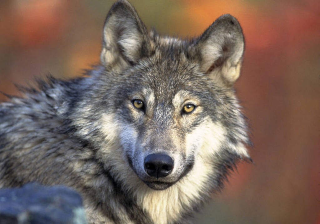 Study Says Hunting, Poaching Reduce Wisconsin Wolf Numbers