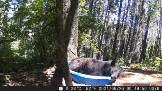 Bear Cools Off In Kiddie Pool