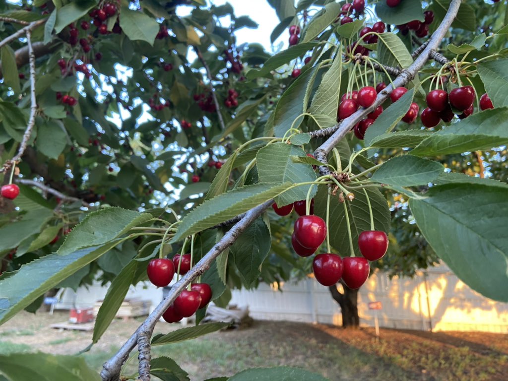 Green Bluff cherries
