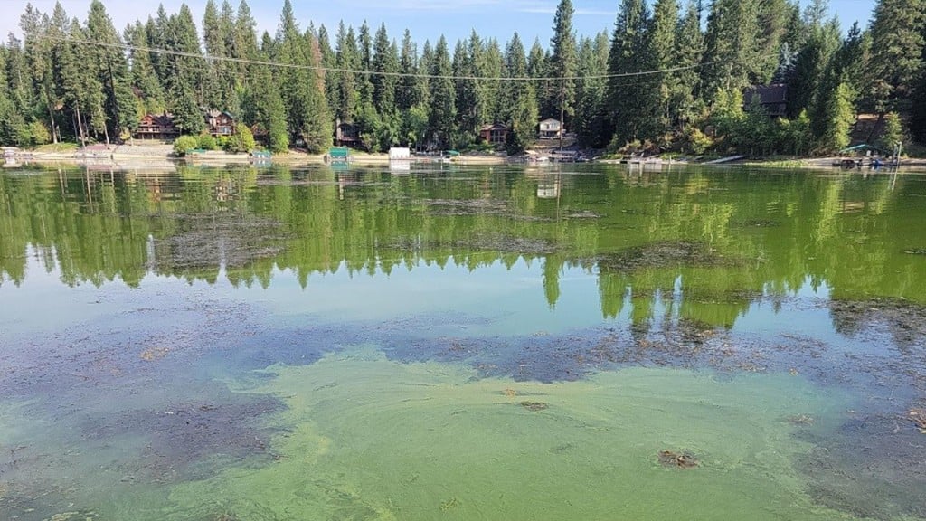 Hayden Lake Algae Bloom