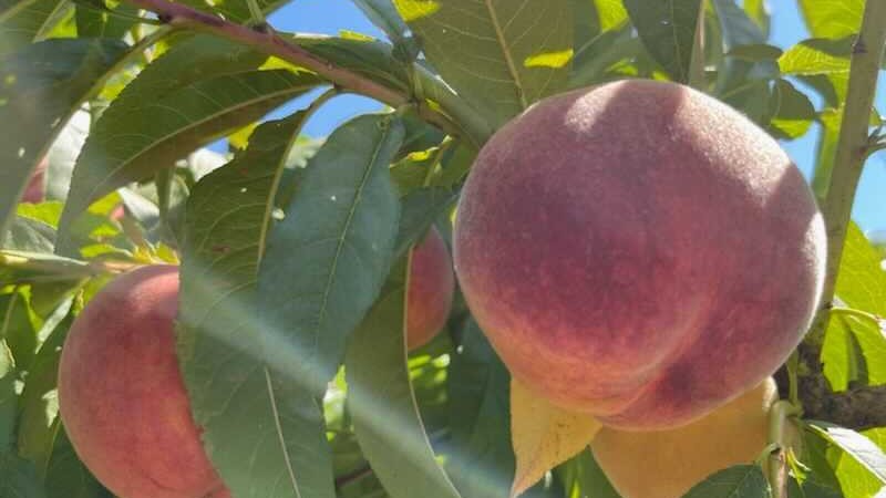 walters fruit ranch peaches