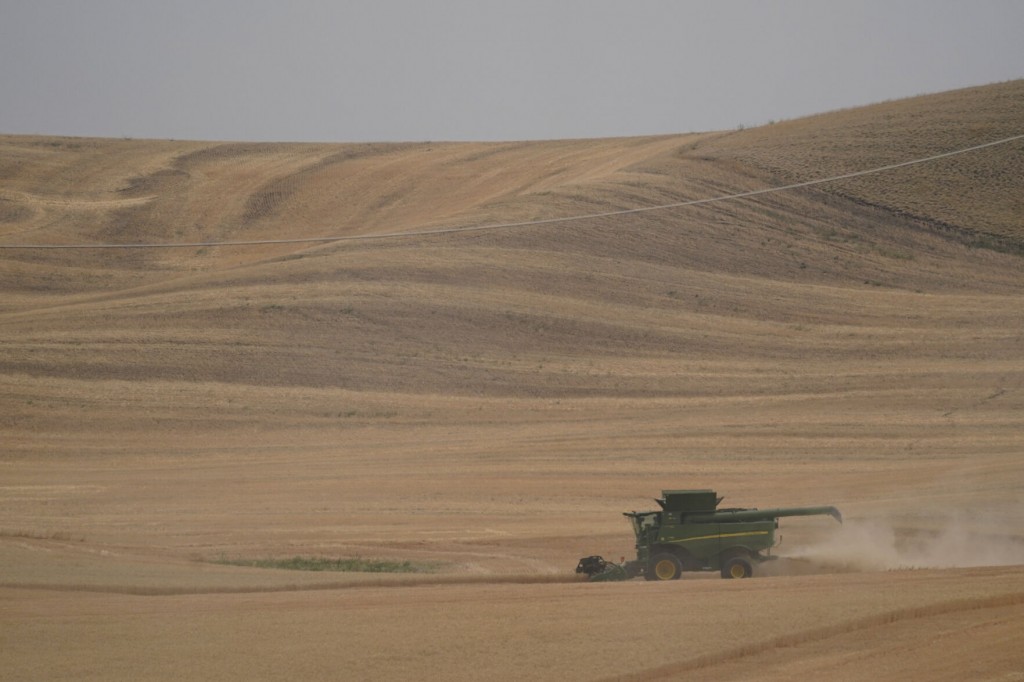 Severe Drought Devastates Washington State’s Wheat Crop