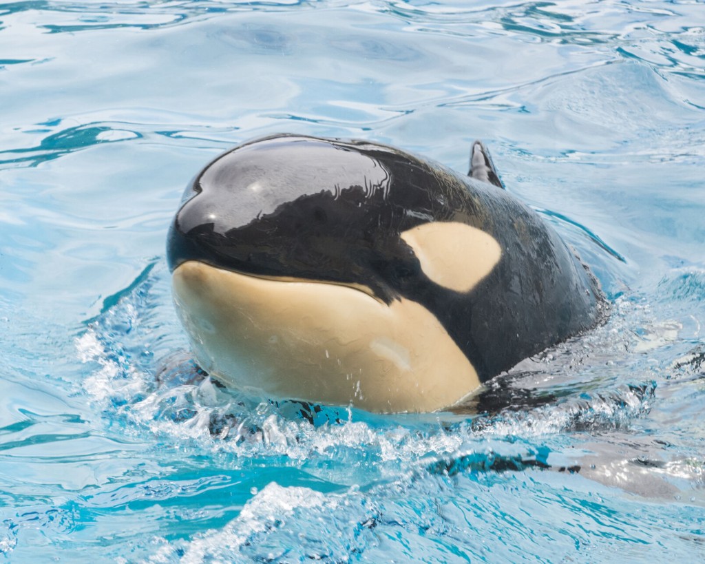 Killer Whale Dies Suddenly At Seaworld San Diego