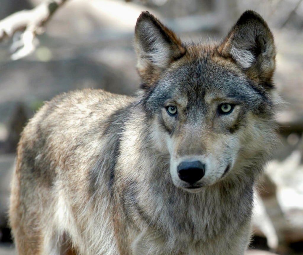 Wisconsin To Set Fall Wolf Limit After Runaway Spring Hunt