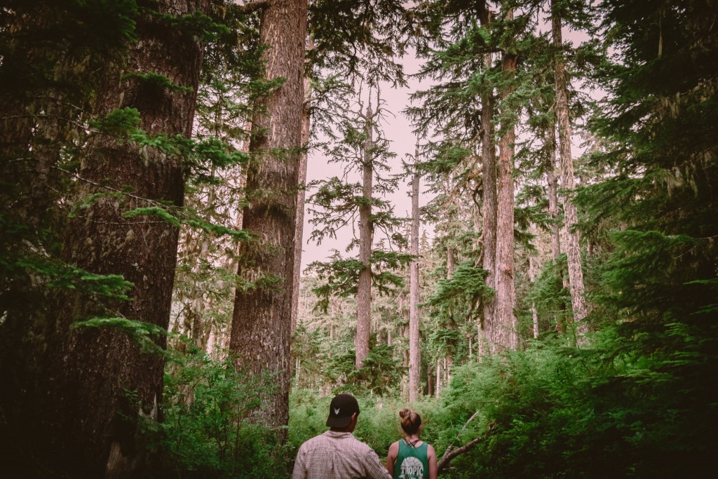 Washington forest