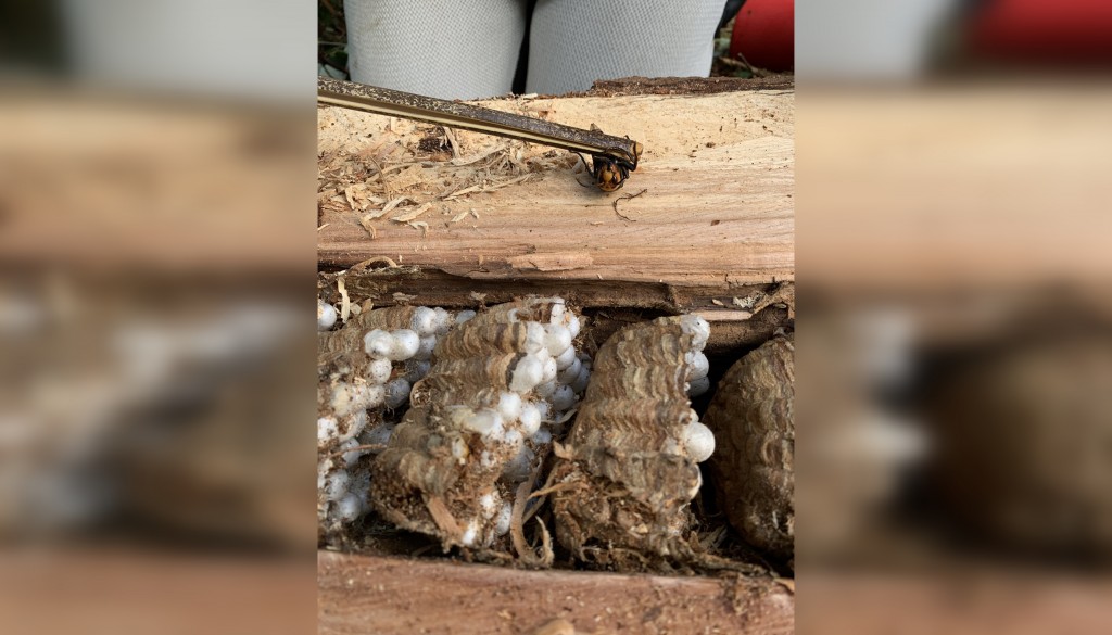 Murder hornet nest found Sept 23 2021