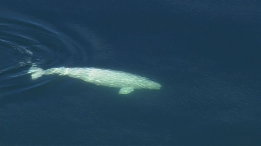 Beluga Whale 2