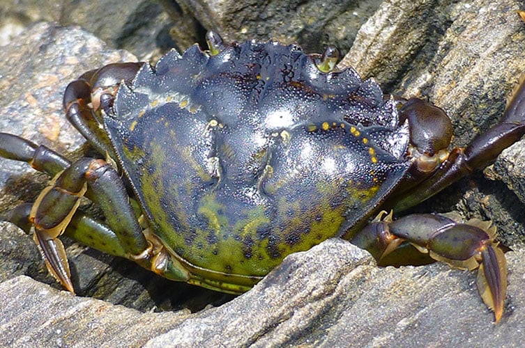 A European Green Crab. Credit: Emily Grason, Washington Sea Grant.