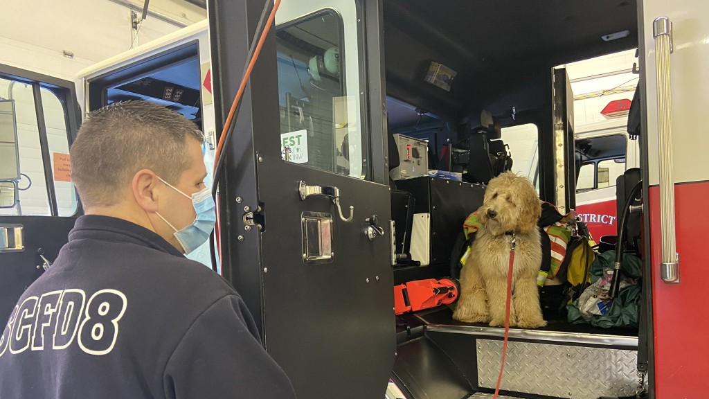 Spokane County Fire District 8's new pup, Pierce, to complete therapy dog training in February