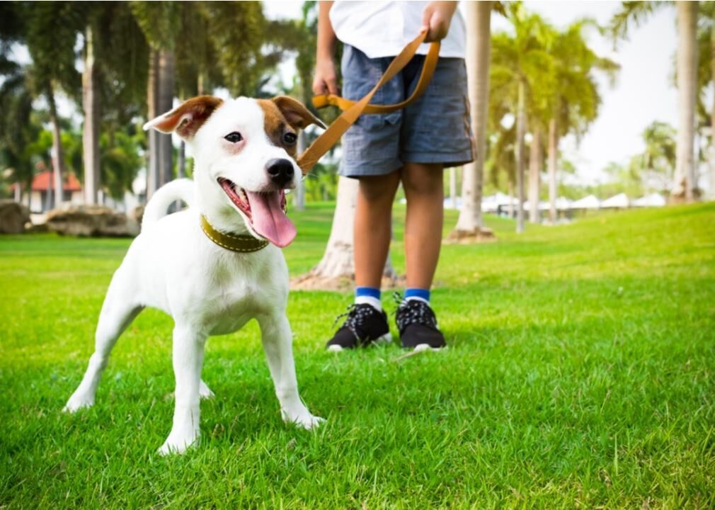 Dog Park Best Practices For New Pet Owners