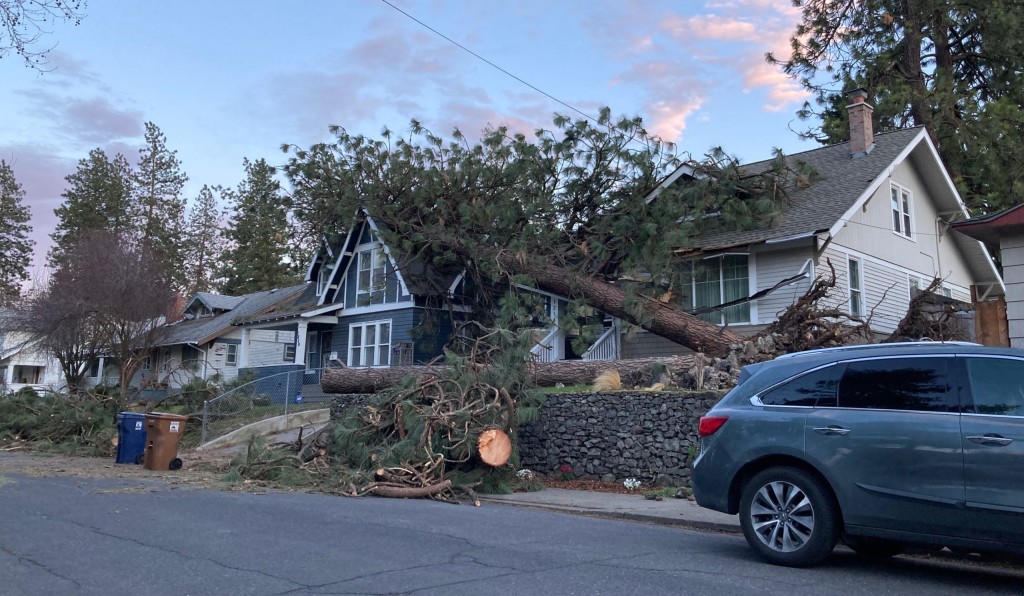 Tree damage in Spokane