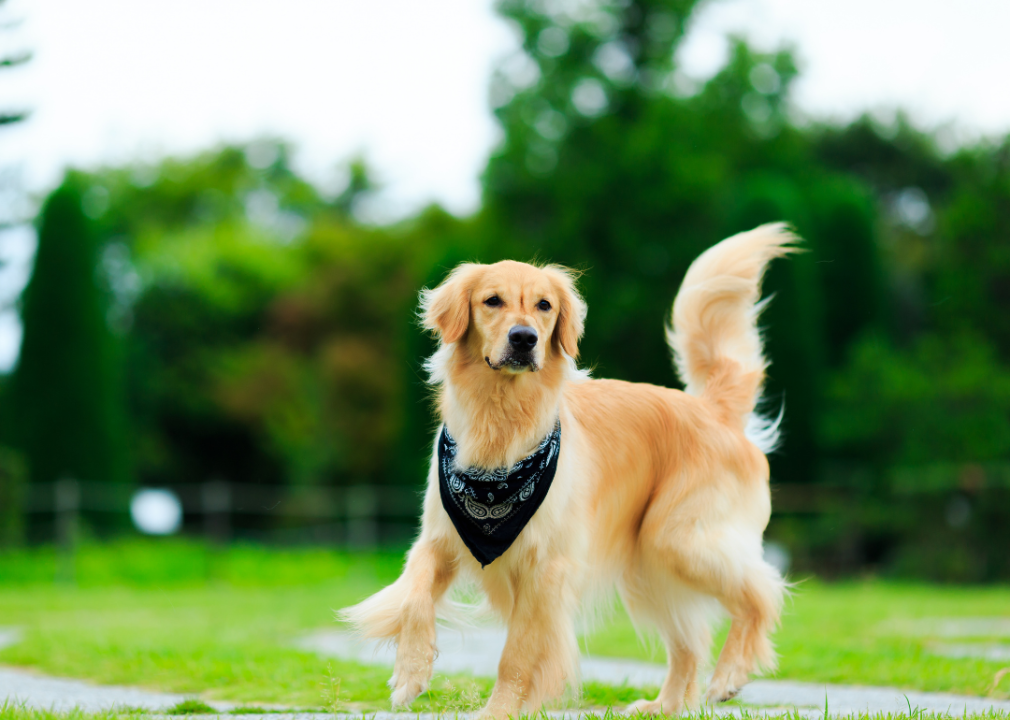 Most Popular Dog Breeds For 10 Different Characteristics