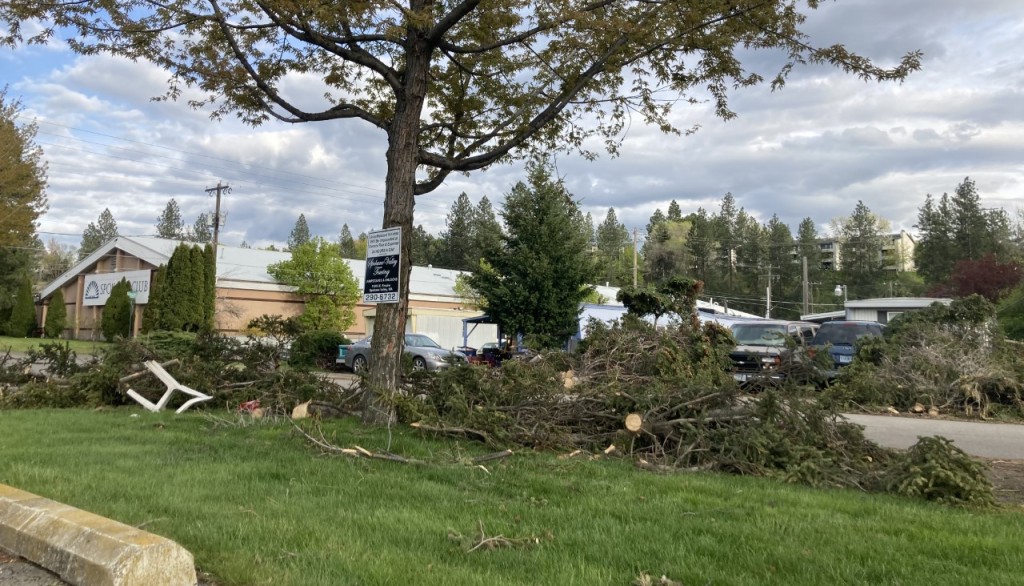 Torn up trees in Spokane Valley.