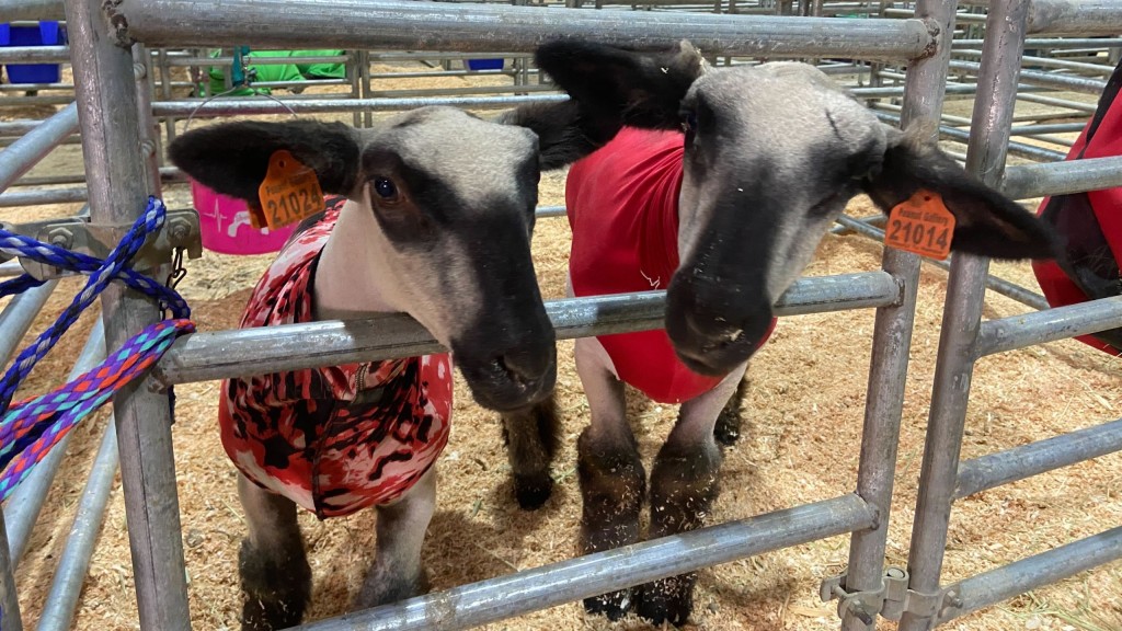Junior Livestock Show continues at Spokane County Fairgrounds
