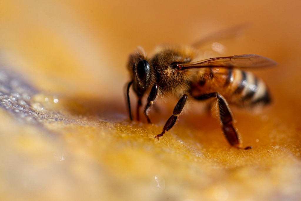 6 Surprising Things About Bees On World Bee Day