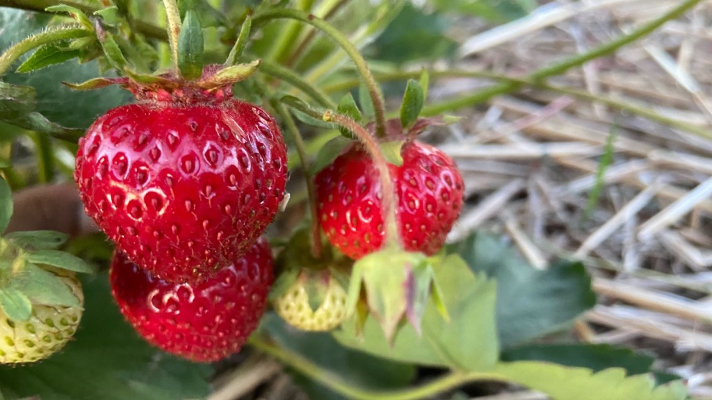 Warmer weather finally brings strawberries to Green Bluff