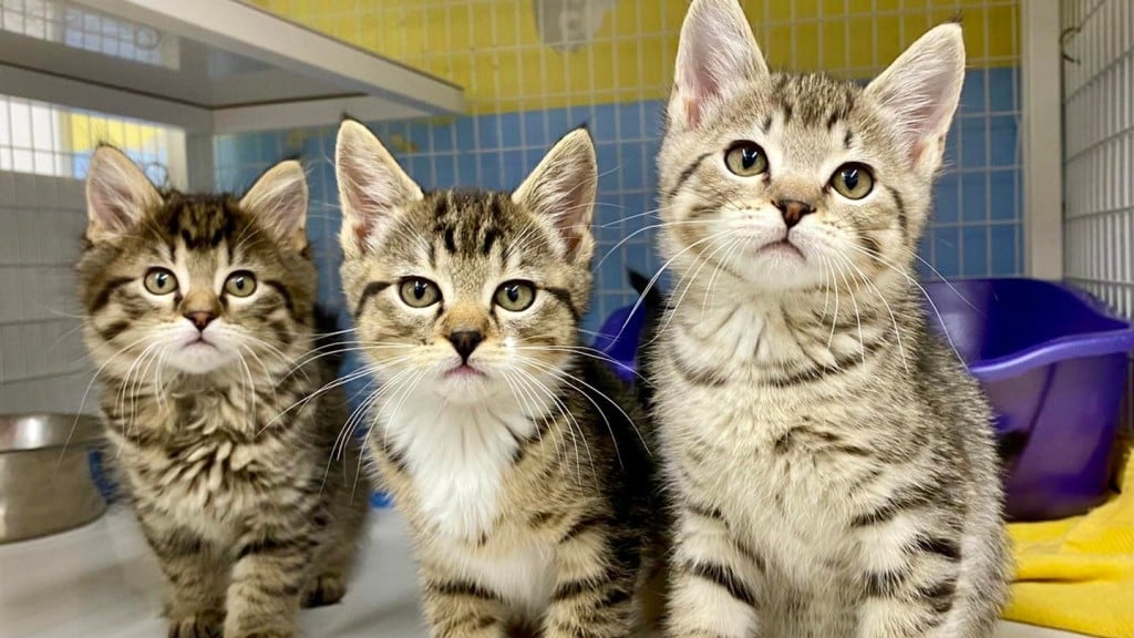 Kootenai Humane Society kittens up for adoption