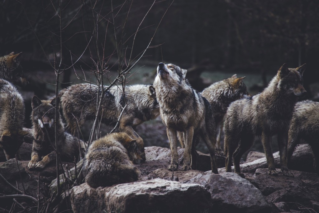 Wolf hunting uptick