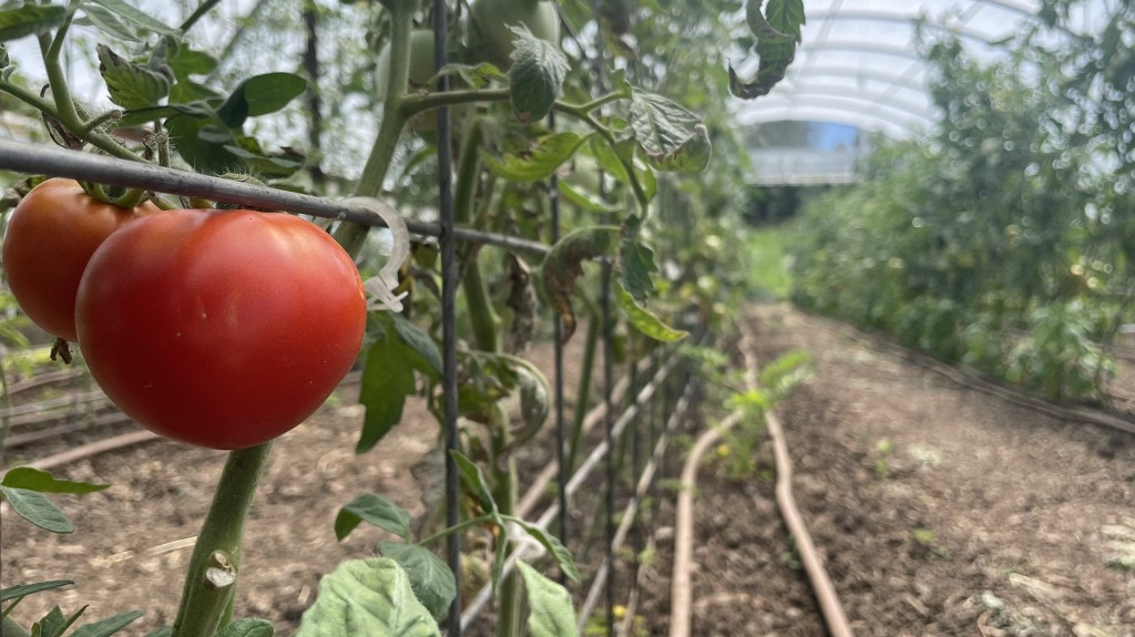 Tomato Harvests Delayed At Vets On The Farm