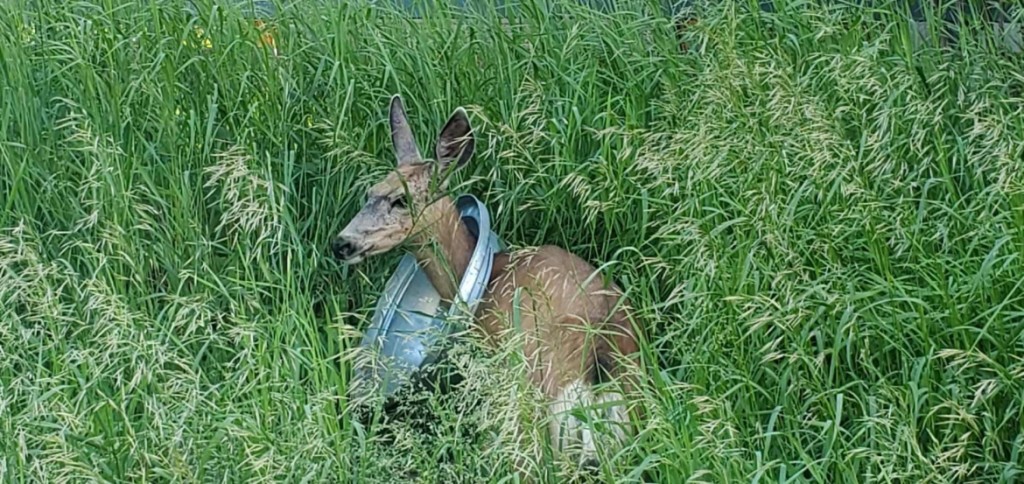 A mule deer doe in McCall with a trash can lid stuck on her neck.
