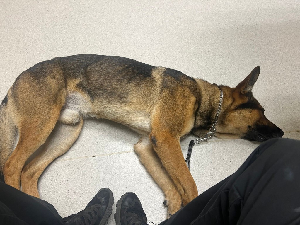 K9 dog recovers from surgery