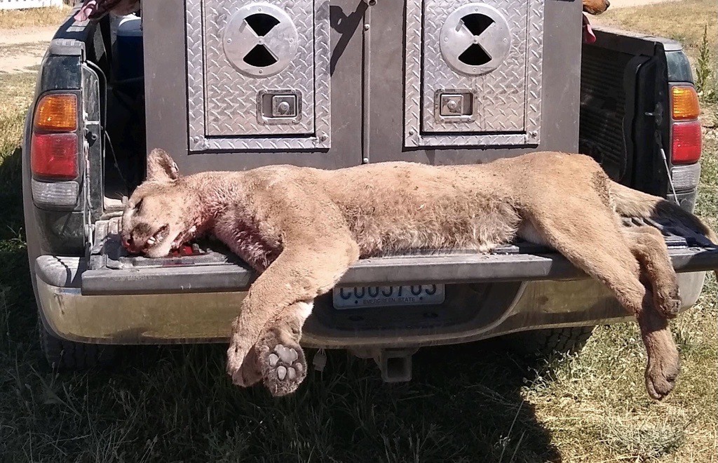 Dead Cougar