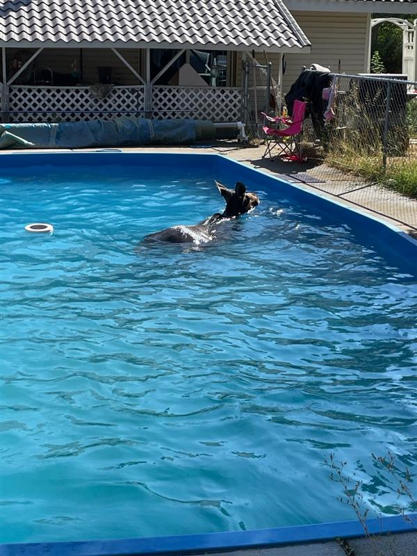 Moose in Chattaroy area pool