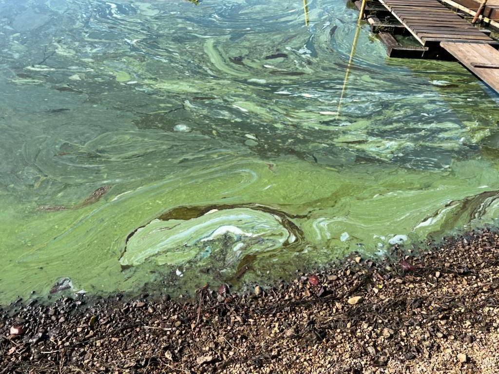 Toxic Algae Blooms in Rose Lake