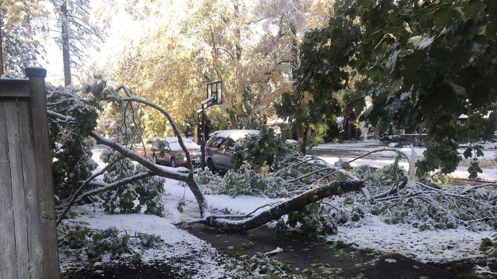 Kris Tree damage from snow October 2019