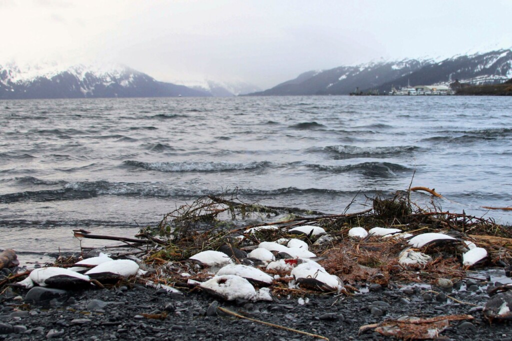 Starving Seabirds On Alaska Coast Show Climate Change Peril