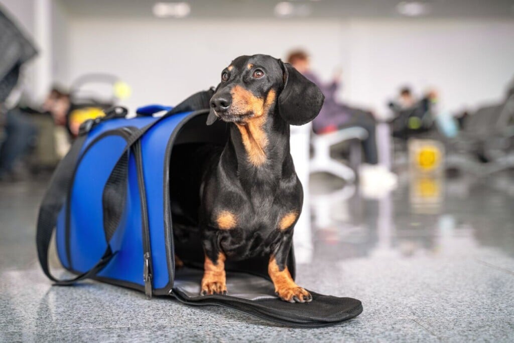 Flying With Your Pet For The Holidays? Here’s What To Consider Before Booking Your Flight