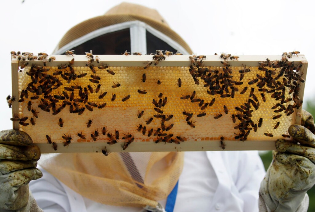 How Do You Vaccinate A Honeybee? 6 Questions Answered About A New Tool For Protecting Pollinators