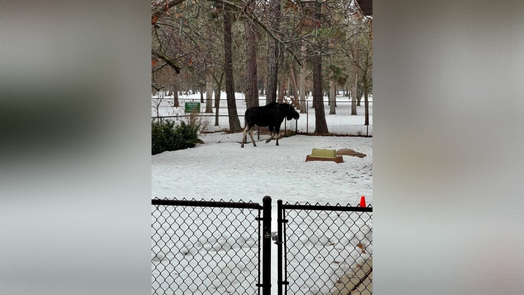 Moose on South Hill